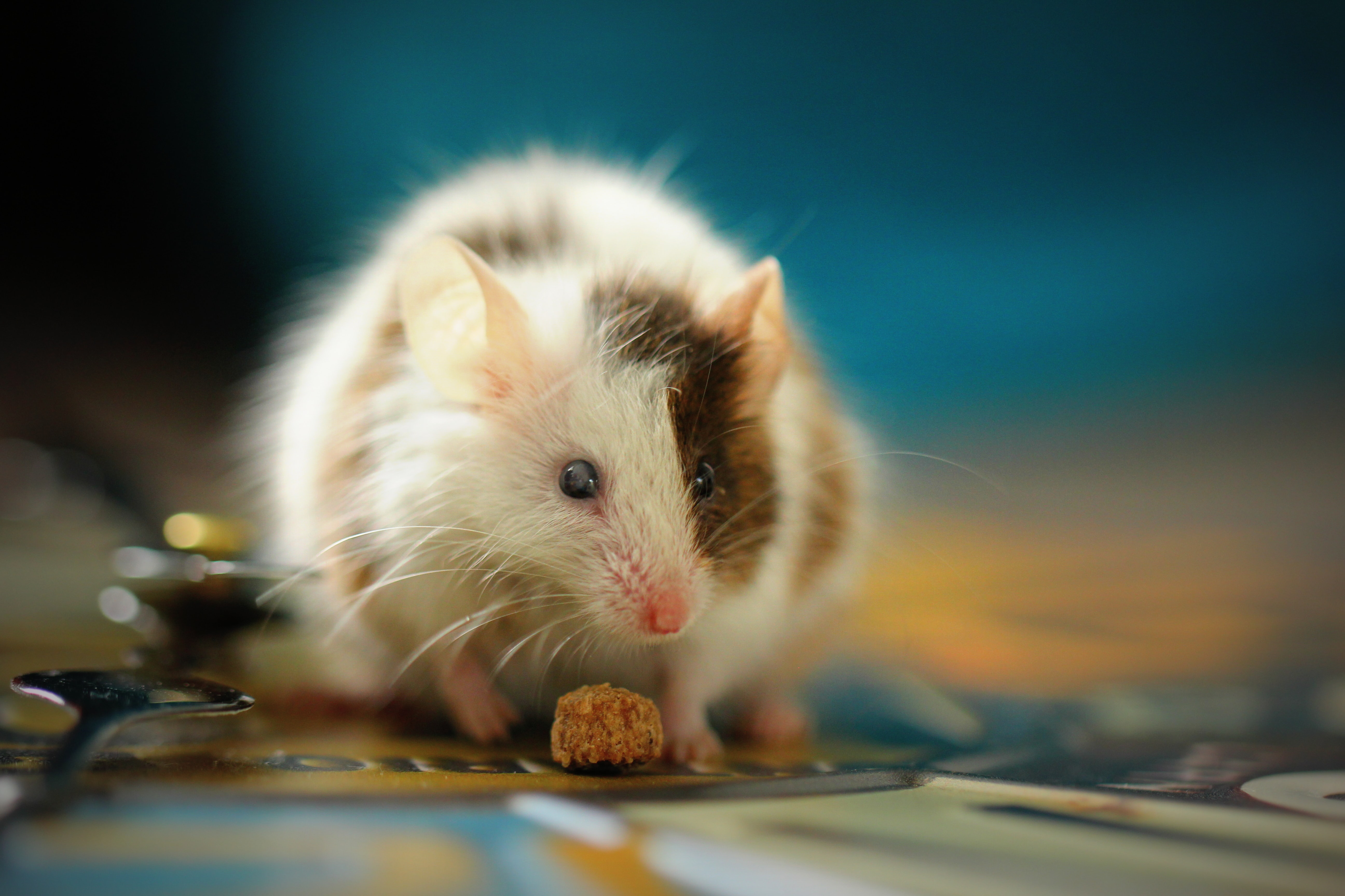 Extending Animal Cruelty Protections to Scientific Research | Voices in  Bioethics