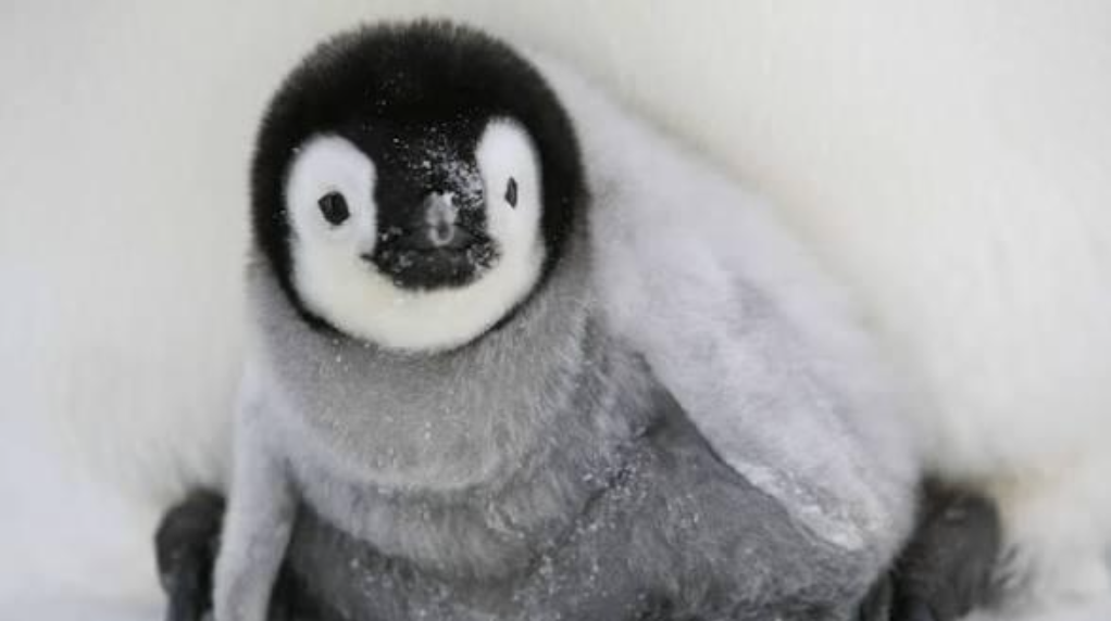 1 Cute Penguin