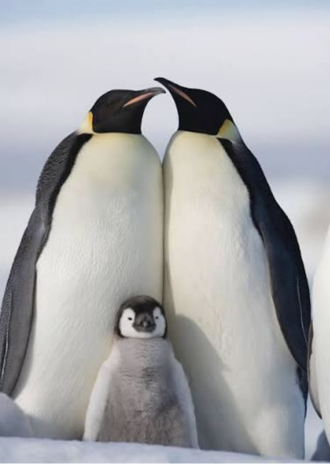An Emperor Penguin Family