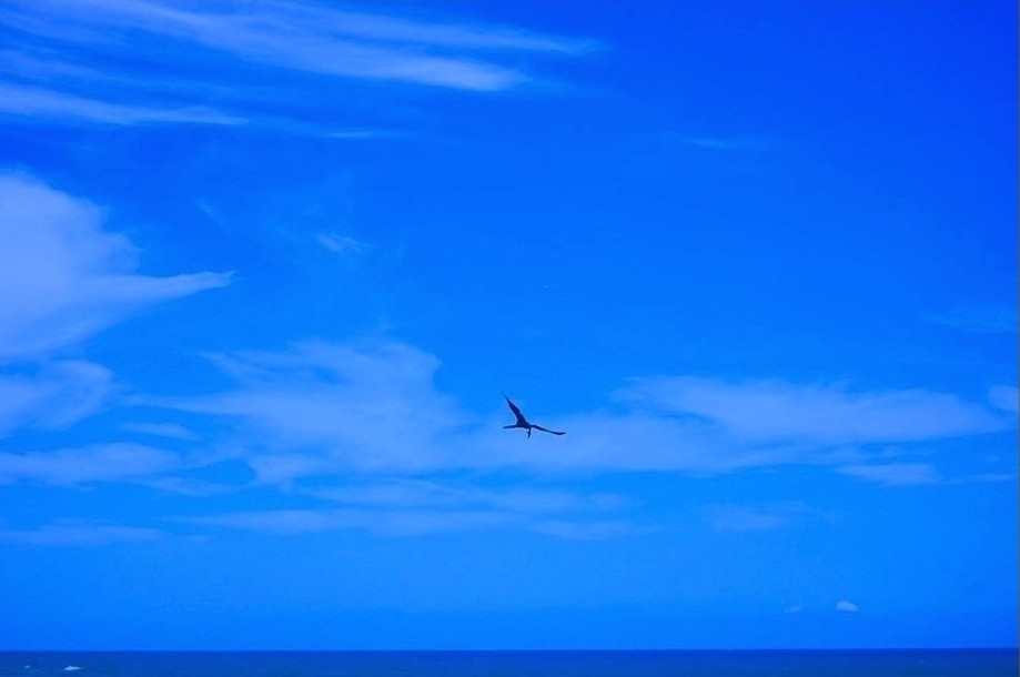 Picture of brown bird flying over the sea with a blue sky. 